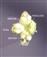  Male Flower